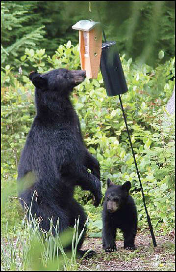 WDFW officials offer five tips for living with bears this fall
