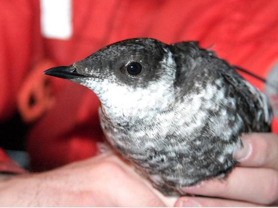 A marbled murrelet. (U.S. Department of Agriculture Forest Service)