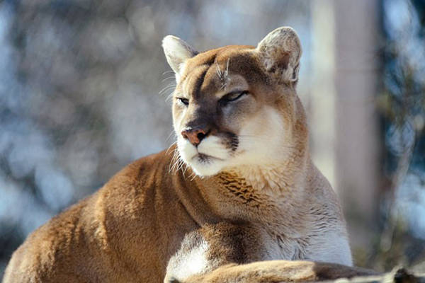 Public comment period open for proposed cougar management guidelines, digital open house, Feb. 13