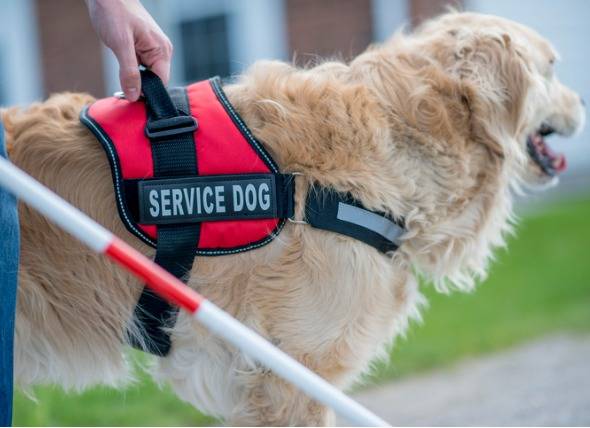 Service dogs are not pets
