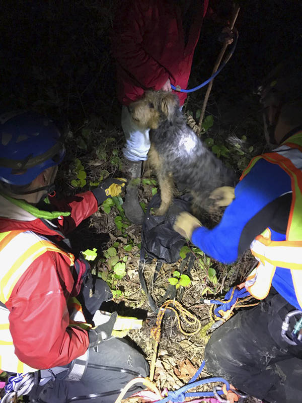 Dog rescued from cliffside