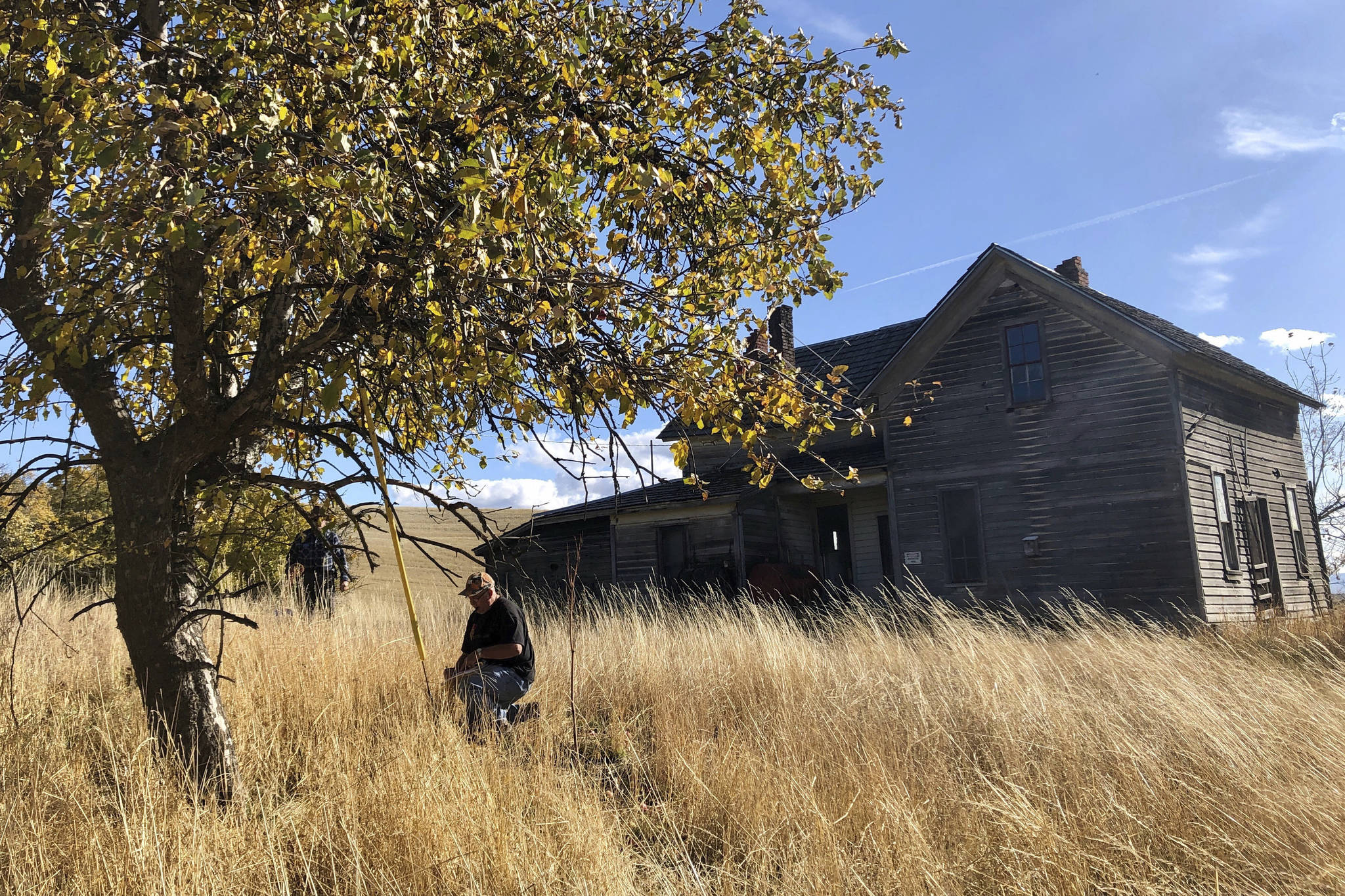 In this Oct. 23, 2019, photo, amateur botanist David Benscoter, of the Lost Apple Project, works in an orchard at an abandoned homestead near Genesee, Idaho. Benscoter and fellow amateur botanist EJ Brandt recently learned that their work in the fall of 2019 has led to the rediscovery of 10 apple varieties in the Pacific Northwest that were planted by long-ago pioneers and had been thought extinct. (AP Photo/Gillian Flaccus)