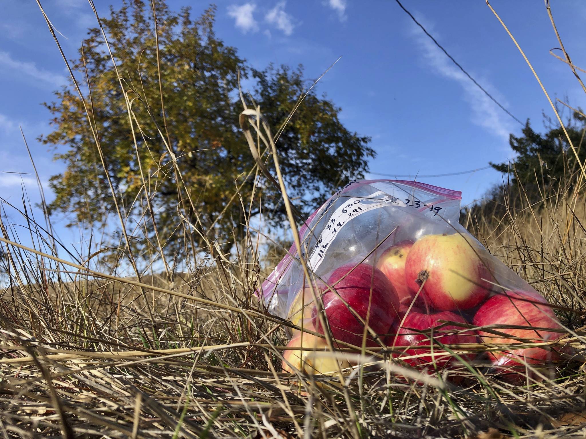 In this Oct. 23, 2019, photo, apples collected by amateur botanists David Benscoter and EJ Brandt of the Lost Apple Project, rest on the ground in an orchard at an abandoned homestead near Genesee, Idaho. Benscoter and Brandt recently learned that their work in the fall of 2019 has led to the rediscovery of 10 apple varieties in the Pacific Northwest that were planted by long-ago pioneers and had been thought extinct. (AP Photo/Gillian Flaccus)
