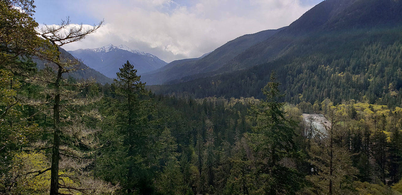 A view of the Elwha River Valley can be seen from an overlook trail. (Laura Foster/Peninsula Daily News)