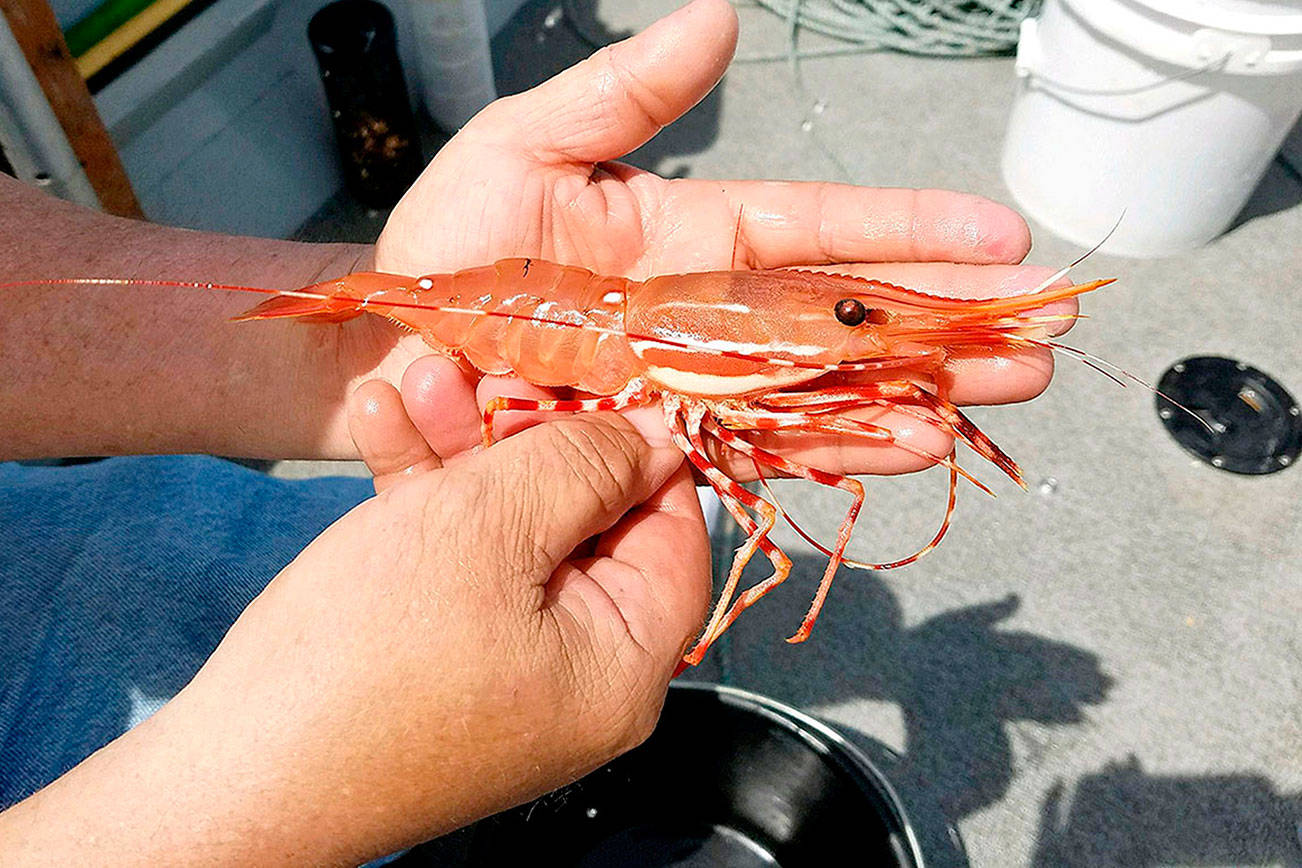 OUTDOORS: Spot shrimp fishery opening later this week