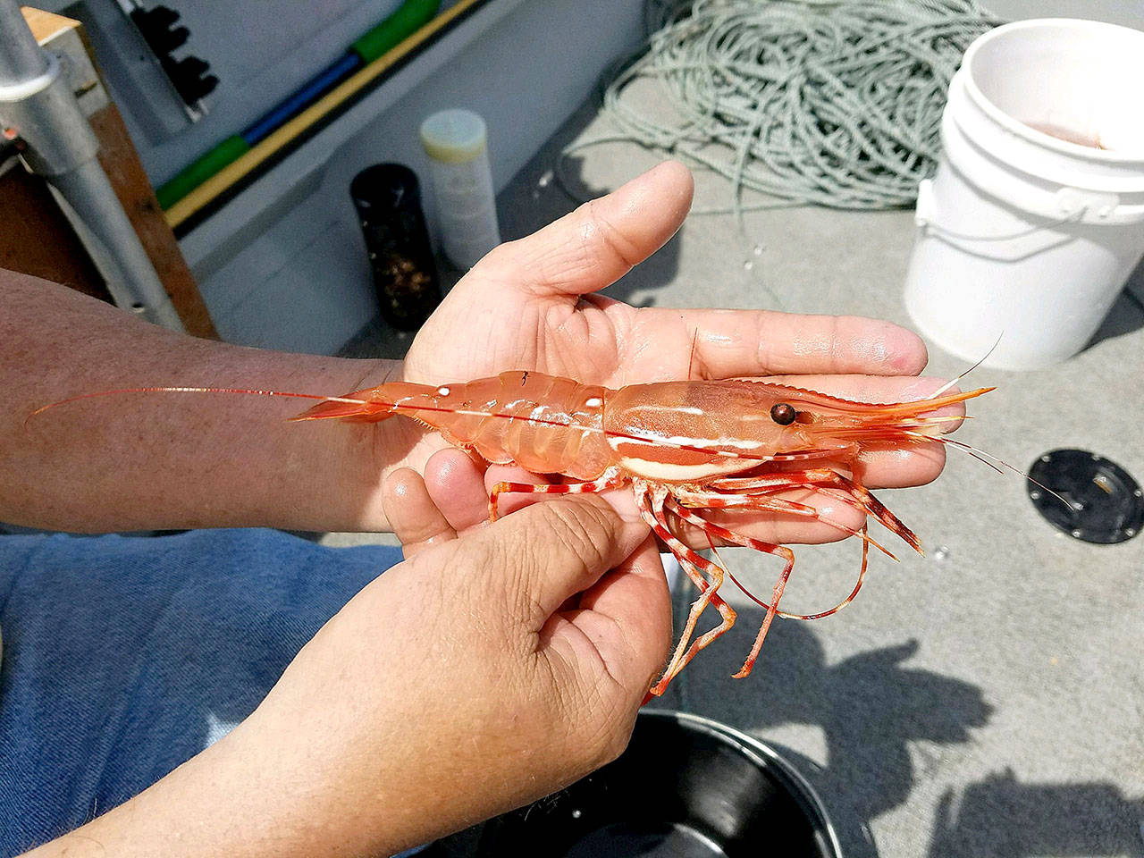 Spot shrimp will be open for recreational harvesting later this week through much of the Strait of Juan de Fuca. (Eric Winter)