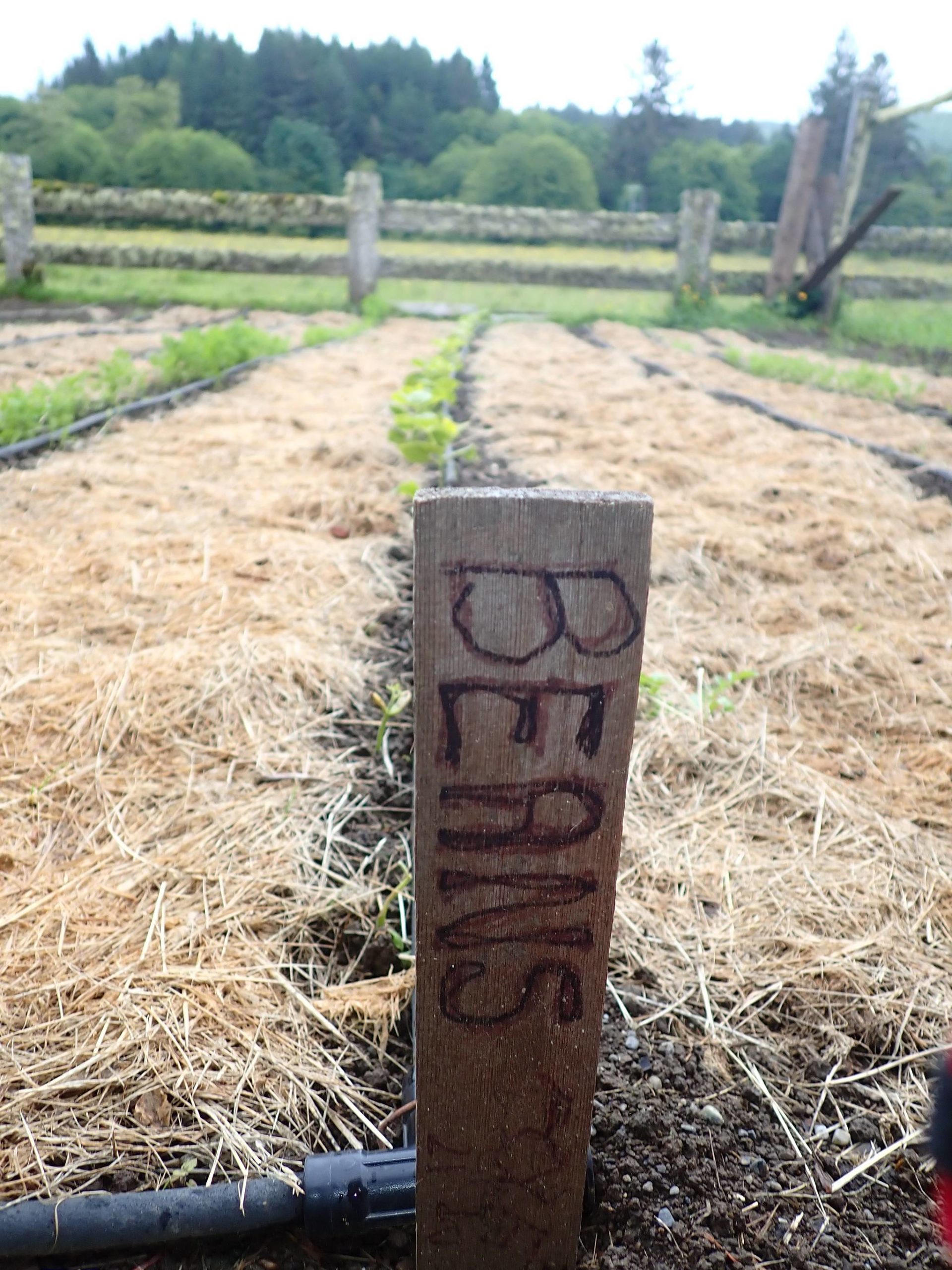 Volunteers prepare Hugelmound for growing vegetables as one of the Demonstration Plots at Cowan Heritage Farm.