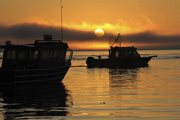 Chinook salmon fishing to close in some coastal, Puget Sound areas following successful season