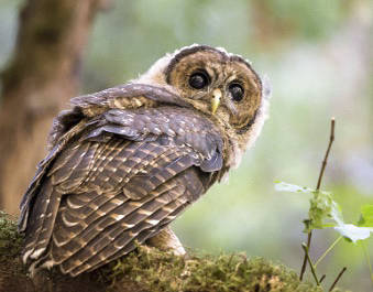 Service seeks public comment on revisions to critical habitat for Northern Spotted Owl