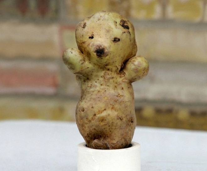 Bear shaped potato.