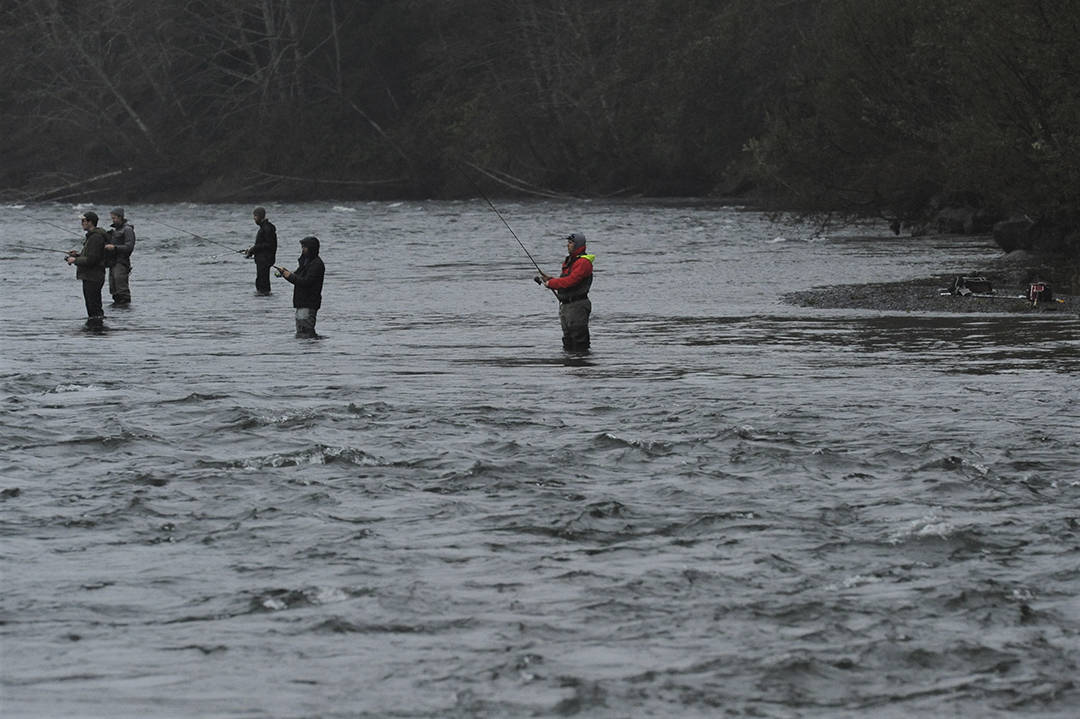 Bank fishermen gather at the confluence of the Sol Duc and Bogachiel Rivers, which form the Quillayute, in search of salmon. Recent rains have raised local rivers bringing in both Coho and Chinook salmon. Photo by Lonnie Archibald