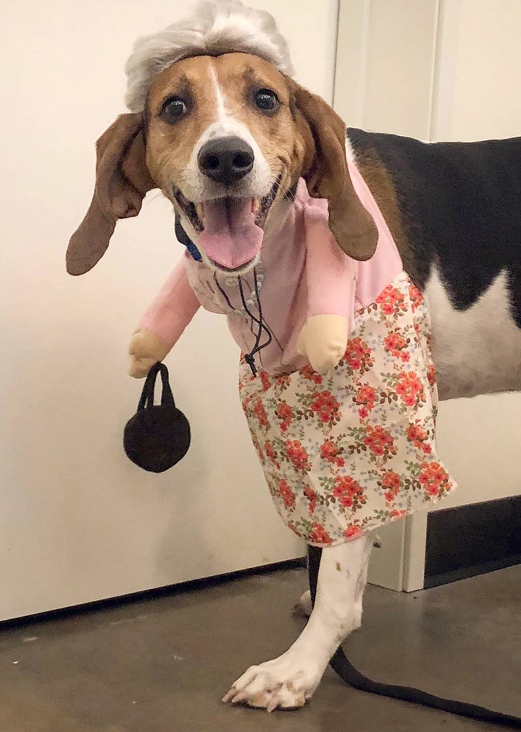 Ladybird was recently dressed-up for Halloween and featured on the Olympic Peninsula Humane Society’s Facebook page.