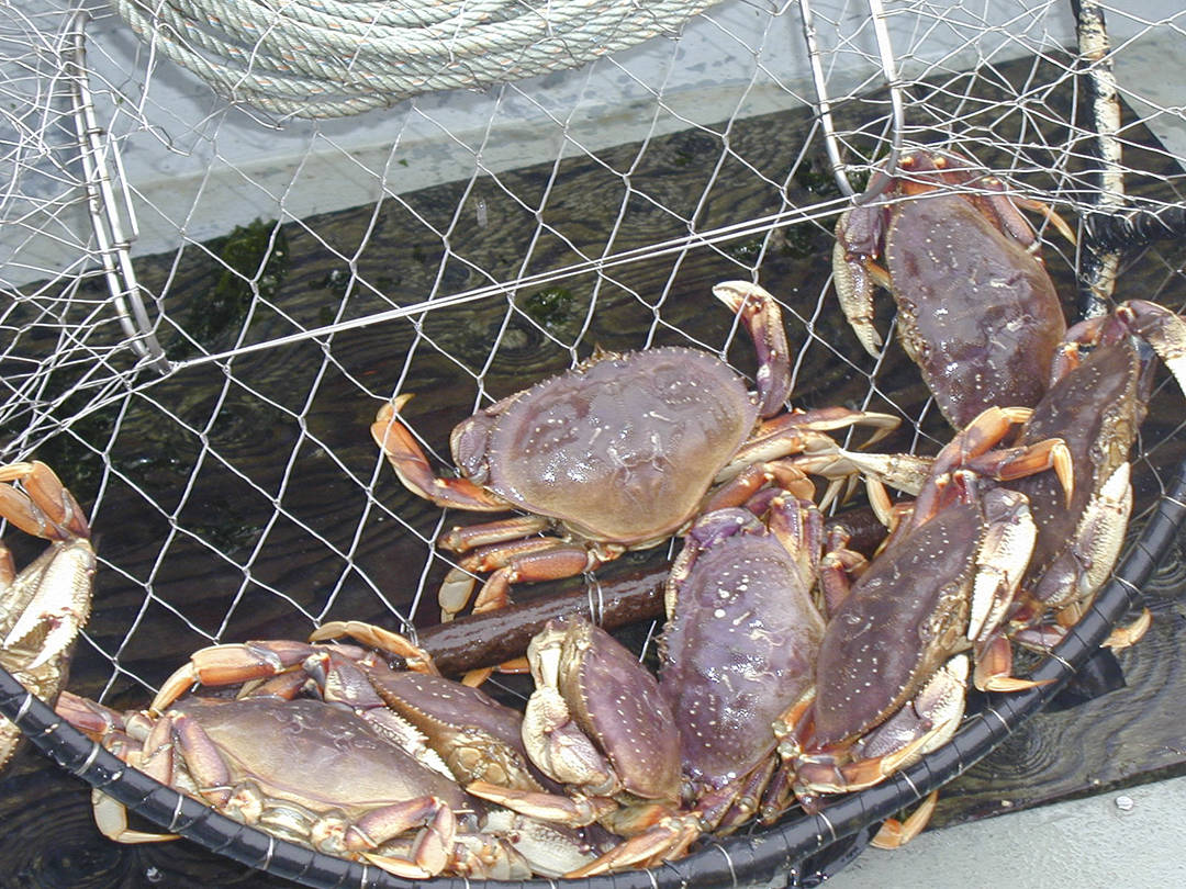 https://www.forksforum.com/wp-content/uploads/2020/12/23611317_web1_201217-FOF-Crab-closed-toned_1.jpg