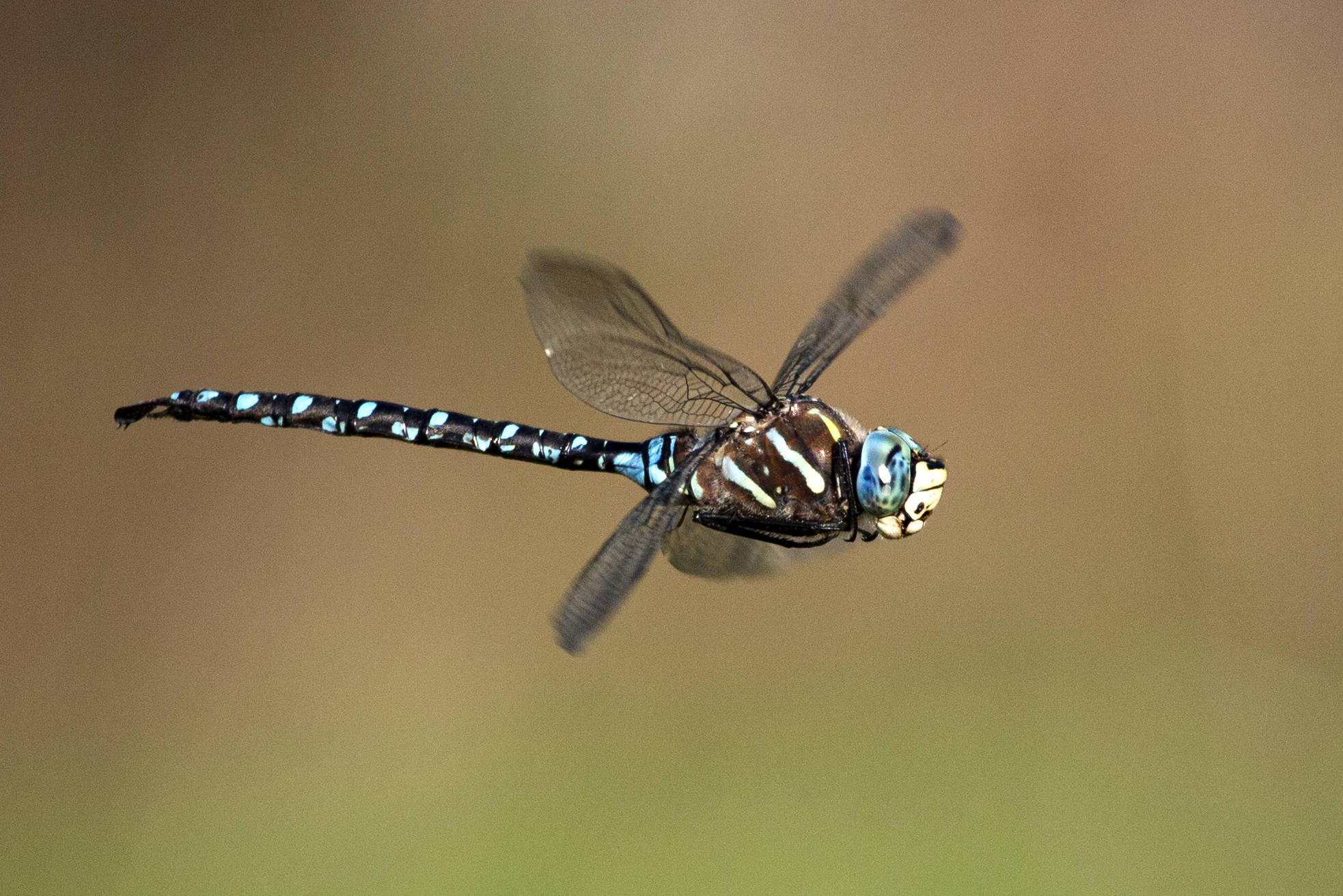 Dragonfly in Midair by Emily Matthiessen