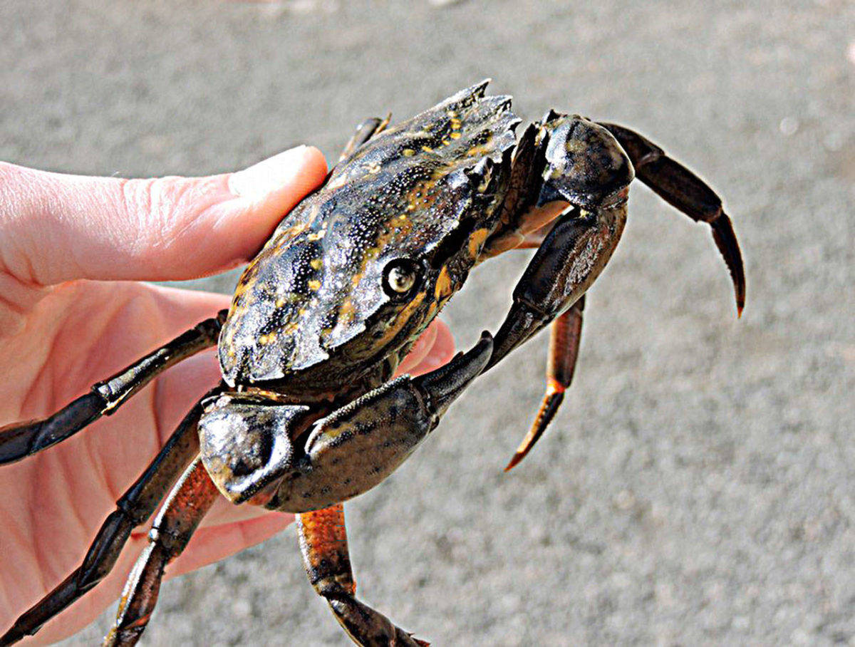 Captures for European green crab were down across the North Olympic Peninsula with only three found in Dungeness. Resource managers there plan to trap in April and May and if none are captured they’ll turn to a monthly monitoring system. Photo courtesy of USFWS