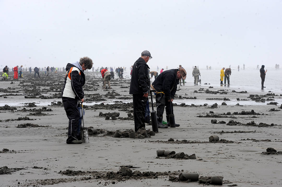 Clam diggers flocked to beaches south of Moclips Monday, May 17 for a chance to capture a limit of Razor Clams along the Pacific Ocean beaches. Clam diggers were many but then so were the clams as is evident here with all the dug holes and sportsmen. Photo by Lonnie Archibald