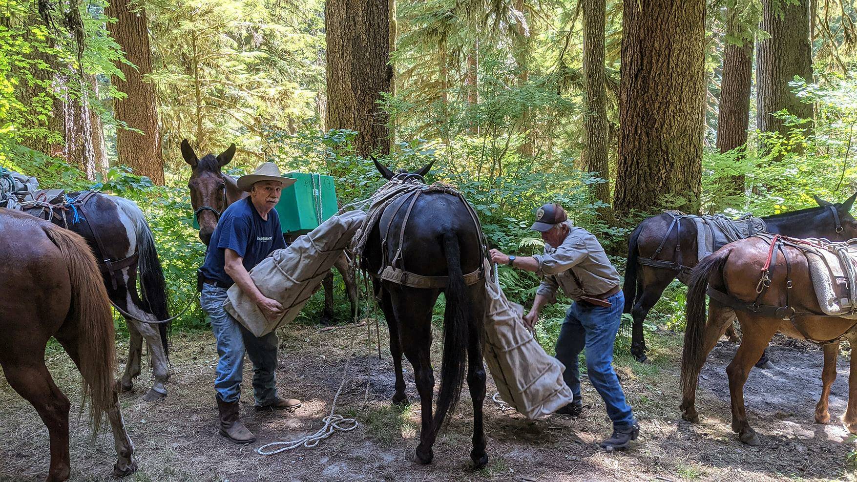 Volunteer packers Harold and Larry with Back Country Horsemen remove many bundles containing the crew’s gear from a mule after a 17-mile ride to the backcountry worksite.
