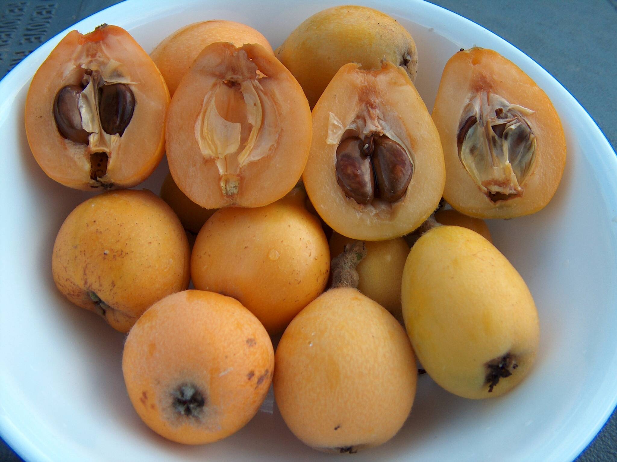 Loquat trees that flower in autumn or early winter and produce ripened fruit from early spring to early summer can be grown locally. Learn more, Thursday, October 14th from noon to 1 p.m. by attending Tom Del Hotal’s Zoom presentation. Submitted photo