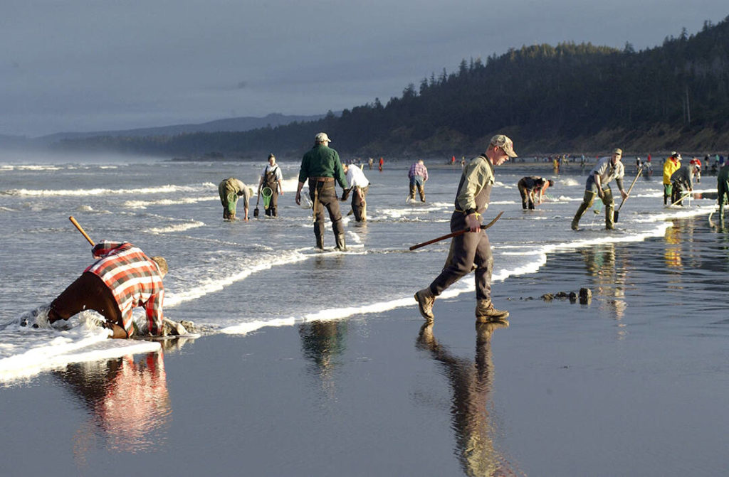 WDFW approves seven days of razor clam digging during evening low tides beginning Jan. 14