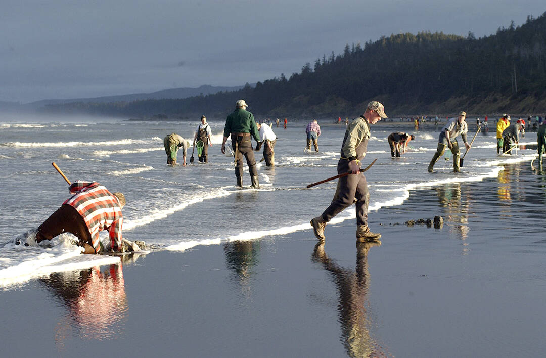 Clam diggers once found an abundance of razor clams at Kalaloch. Today clammers must head south to the Pacific beaches near Moclips for the tasty critters. Photos by Lonnie Archibald