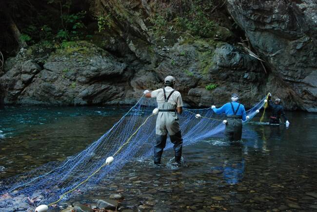 Fisheries biologists set a sampling net in the Elwha River. Olympic National Park’s Perspectives Winter Speaker Series, hosted by the North Olympic Library System, is set to begin on January 11 with a presentation on fish recovery in the upper Elwha River.