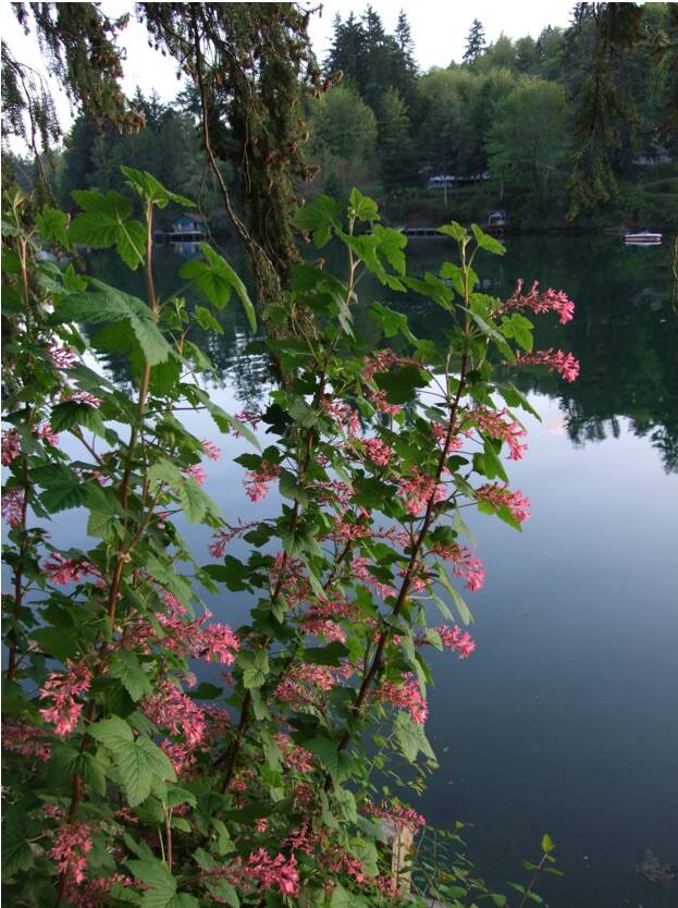 Red flowering currant.