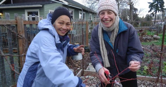 PRUNING BLUEBERRIES FOR PRODUCTIVITY. Clallam County Master Gardeners Audreen Williams and Jeanette Stehr-Green will discuss blueberry pruning via Zoom from 10:30 am to 12 noon on Saturday, Feb. 5. See Clallam County Master Gardener calendar for viewing details.