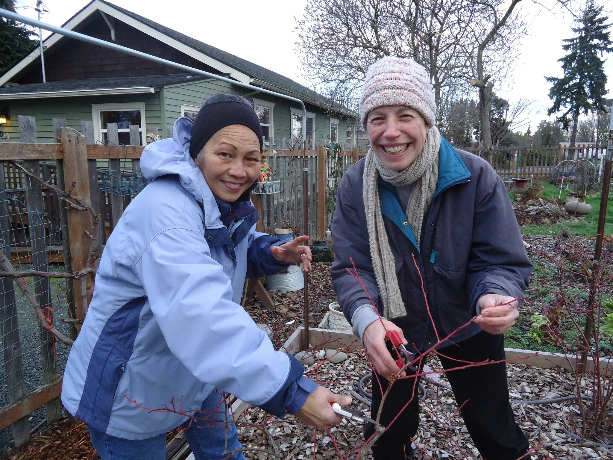 PRUNING BLUEBERRIES FOR PRODUCTIVITY. Clallam County Master Gardeners Audreen Williams and Jeanette Stehr-Green will discuss blueberry pruning via Zoom from 10:30 am to 12 noon on Saturday, Feb. 5. See Clallam County Master Gardener calendar for viewing details.