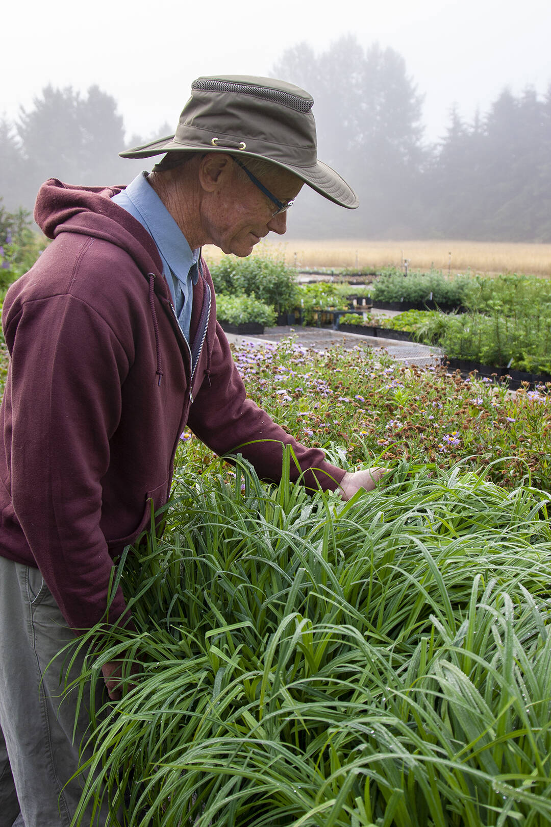 “Native Plants in the Landscape” is the topic of botanist Dave Allen’s Zoom presentation, Thursday, Feb. 10, noon – 1 p.m. via Zoom as part of the Clallam County Master Gardeners’ Green Thumb educational series. Photo by Dave Allen