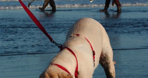 This clam digging K-9 belonging to the Tackett family of Forks was busy searching for clams at Kalaloch back in 2001 when clams were still plentiful. Today sportsmen travel farther south to find the popular razor clams near Mockrocks. 
Photo by Lonnie Archibald