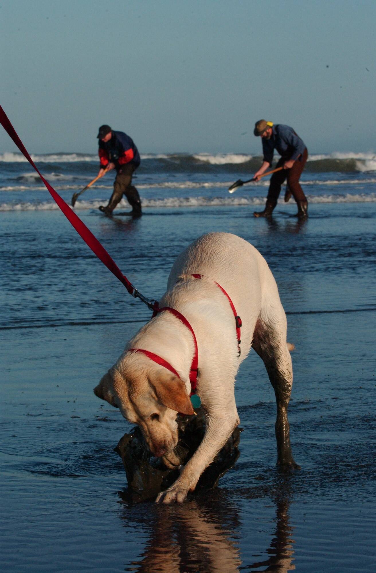 This clam digging K-9 belonging to the Tackett family of Forks was busy searching for clams at Kalaloch back in 2001 when clams were still plentiful. Today sportsmen travel farther south to find the popular razor clams near Mockrocks. 
Photo by Lonnie Archibald