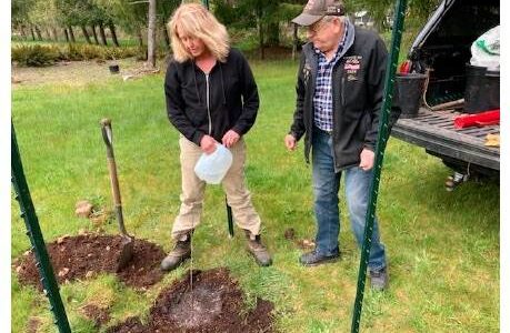 Shirley Lorentz and Glenn King finish planting and watering an American elm seedling north of the Elks Lodge on Merchant Road in Forks. Submitted photo