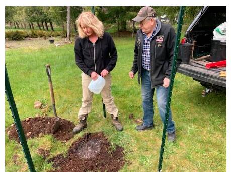 Shirley Lorentz and Glenn King finish planting and watering an American elm seedling north of the Elks Lodge on Merchant Road in Forks. Submitted photo