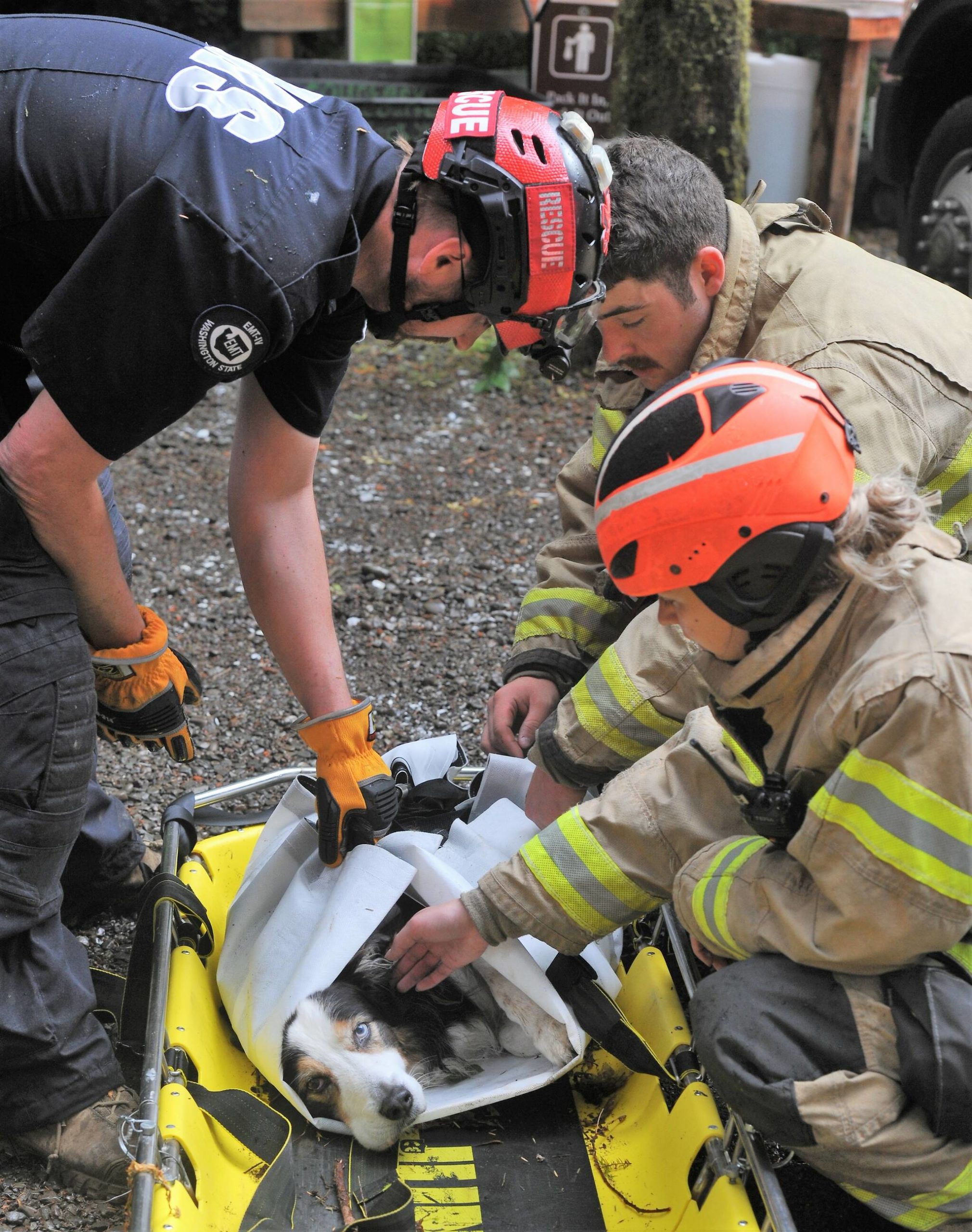 Firemen prepare to load the dog into a vehicle after its rescue from the banks of the Sol Duc River. Photo by Lonnie Archibald
