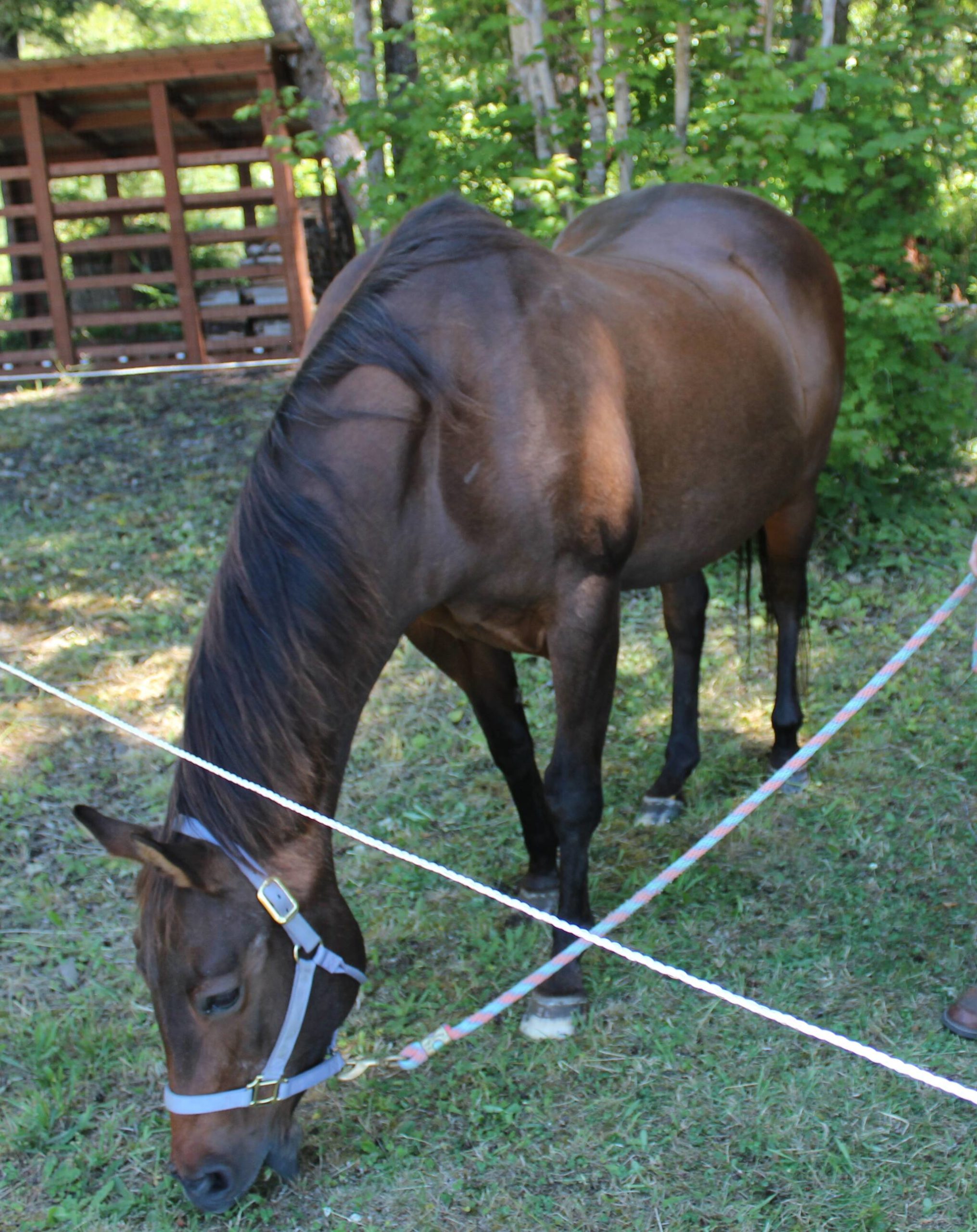 Twenty-nine-year-old Ruby the horse was hanging out in the shade ready to get some pets.