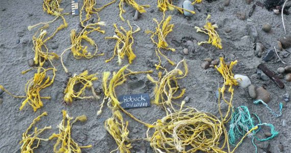These pieces of twine were collected in 2014 on Hobuck Beach on the Washington coast. Analysis of volunteer surveys from 2017 to 2021 shows that beaches have “sticky zones” where both organic material and litter tends to accumulate. Credit: Nancy Messmer/COASST