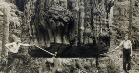 Austin J. Olson and Eric John Sundberg cutting a big cedar somewhere near Forks in the late 1930s - early 1940s. Photo by Olympic Jones