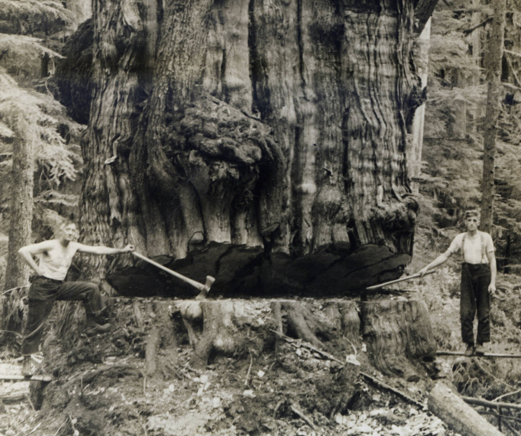 Austin J. Olson and Eric John Sundberg cutting a big cedar somewhere near Forks in the late 1930s - early 1940s. Photo by Olympic Jones