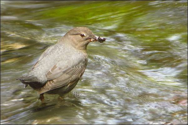 An American Dipper catches food in a western stream. Images courtesy of Christopher Tonra.