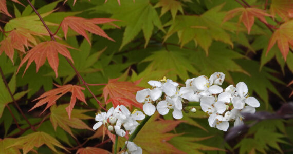 The shocking white of a New Zealand-native libertia against the burnt umber backdrop of a Japanese maple. Find out how you create your own thriving, interesting garden year-round with experts David Whiting and Jeff de Jong at the Green Thumb Education Series presentation “Forty Plants, Four Seasons” Thursday, May 11 from noon – 1 p.m. at the Port Angeles Library. Photo by David Whiting