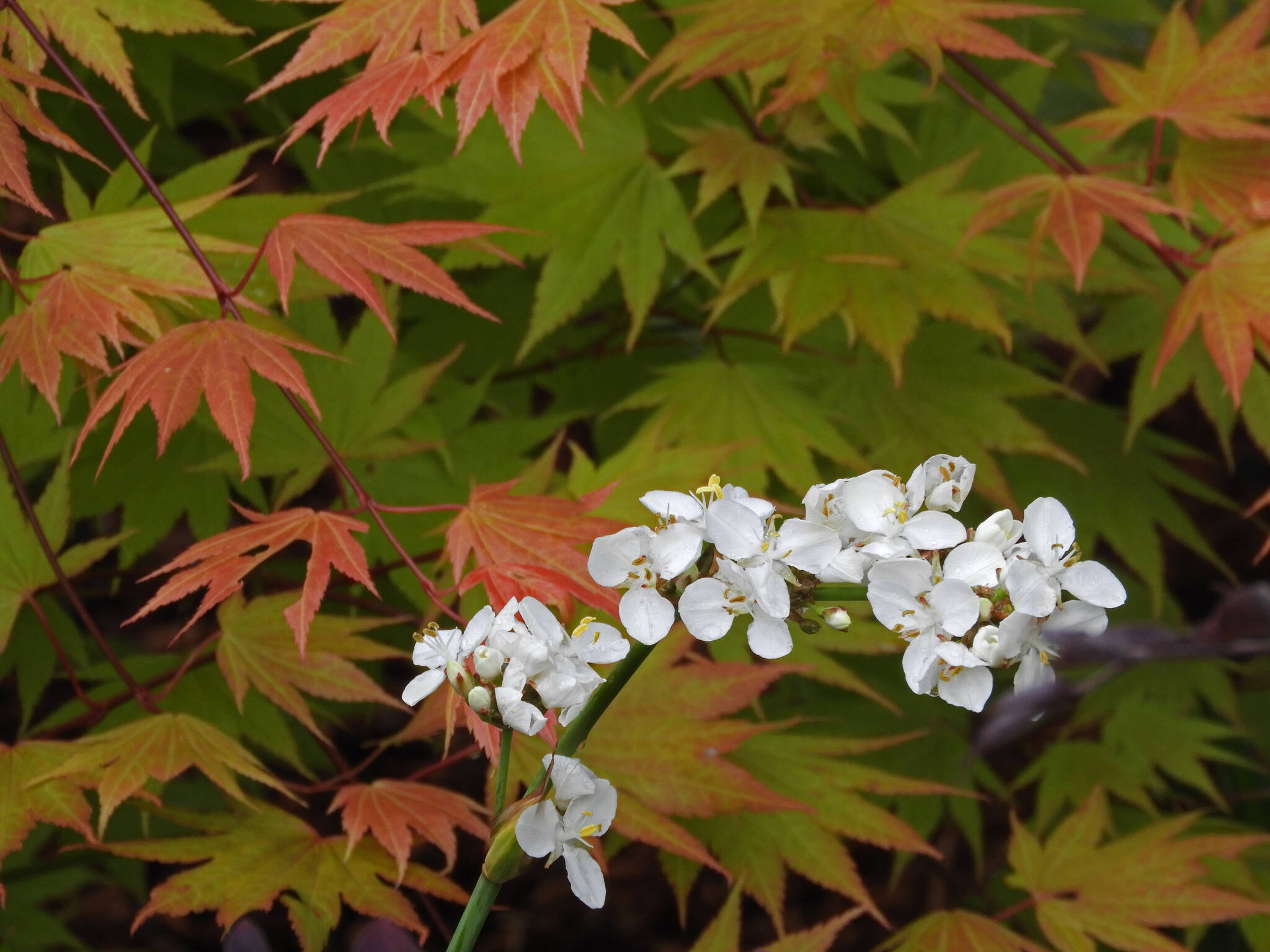 The shocking white of a New Zealand-native libertia against the burnt umber backdrop of a Japanese maple. Find out how you create your own thriving, interesting garden year-round with experts David Whiting and Jeff de Jong at the Green Thumb Education Series presentation “Forty Plants, Four Seasons” Thursday, May 11 from noon – 1 p.m. at the Port Angeles Library. Photo by David Whiting