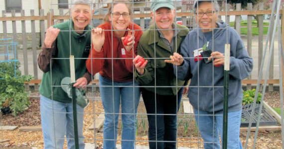 Learn the tricks necessary to produce vine-ripened tomatoes in your own backyard Saturday, May 20th from 10:30 a.m. - 12 p.m. at the Woodcock Demonstration Garden in Sequim for the Digging Deeper Educational Series presentation “Grow Tomatoes Well on the North Olympic Peninsula”
(left to right) Veteran Clallam County Master Gardeners Jeanette Stehr-Green, Laurel Moulton Jan Bartron, and Audreen Williams demonstrate a DIY cattle panel hoophouse to protect tomatoes in our cool climate. Six-millimeter plastic sheeting will be placed over the top and sides to trap heat and protect the developing plants. Photo by Paul Green