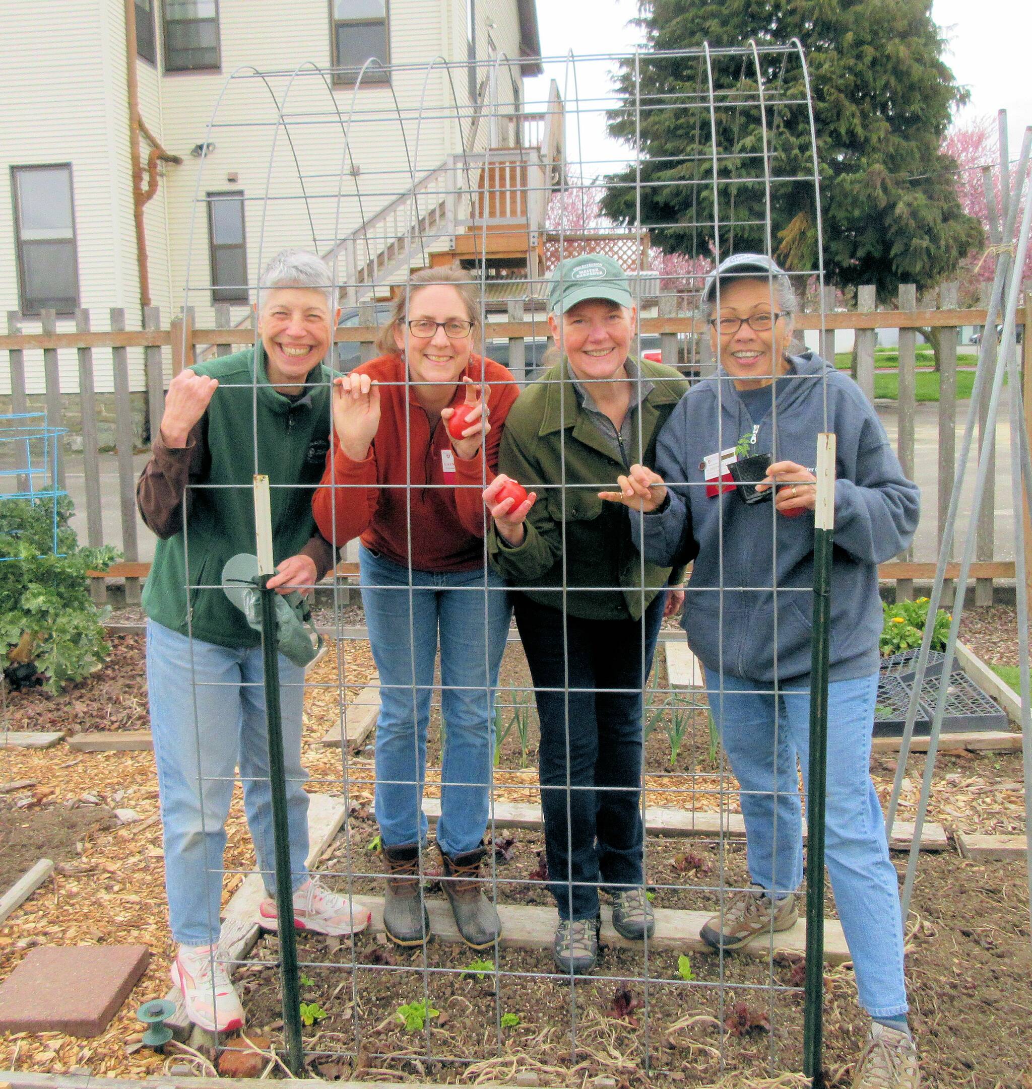 Learn the tricks necessary to produce vine-ripened tomatoes in your own backyard Saturday, May 20th from 10:30 a.m. - 12 p.m. at the Woodcock Demonstration Garden in Sequim for the Digging Deeper Educational Series presentation “Grow Tomatoes Well on the North Olympic Peninsula”
(left to right) Veteran Clallam County Master Gardeners Jeanette Stehr-Green, Laurel Moulton Jan Bartron, and Audreen Williams demonstrate a DIY cattle panel hoophouse to protect tomatoes in our cool climate. Six-millimeter plastic sheeting will be placed over the top and sides to trap heat and protect the developing plants. Photo by Paul Green