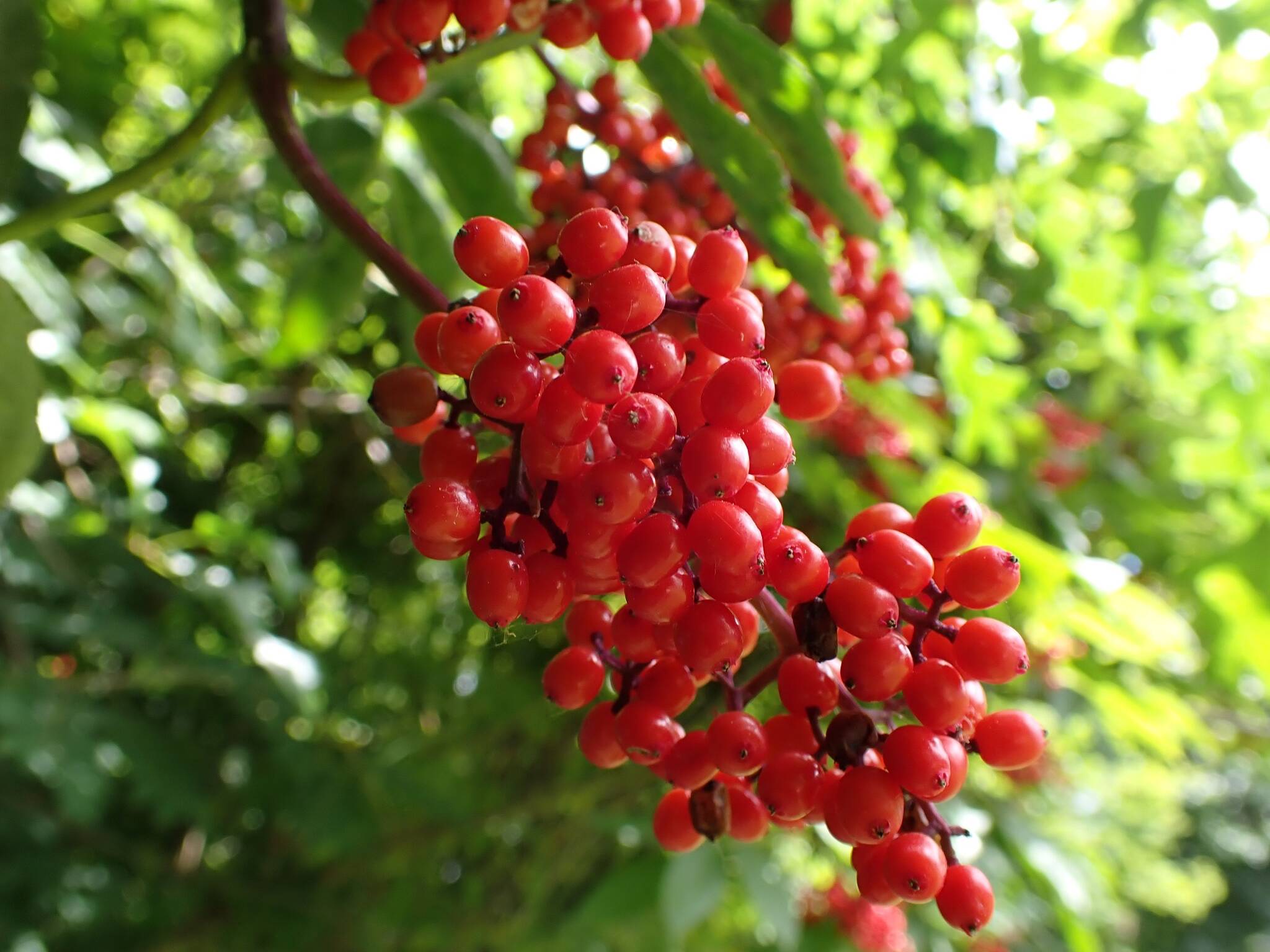 Red elderberry fruit may look tasty, but the seeds are poisonous. Find out more about which plants on the Olympic Peninsula are dangerous to you, your pets and livestock. Join expert Christina St. John for the Green Thumb Education Series presentation “Poisonous Plants of the Olympic Peninsula” to help you better understand which plants to avoid, Thursday, May 25th noon – 1:00 p.m. at the Port Angeles Library. Photo by Christina St. John
