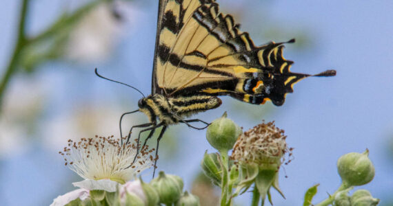 A Western Tiger Swallowtail butterfly drinks the nectar of a Himalayan blackberry flower in late June in Sequim. These butterflies live in their adult form for a month to a month-and-a-half, with the males emerging first — usually in May — and the females around for longer, usually into July.
