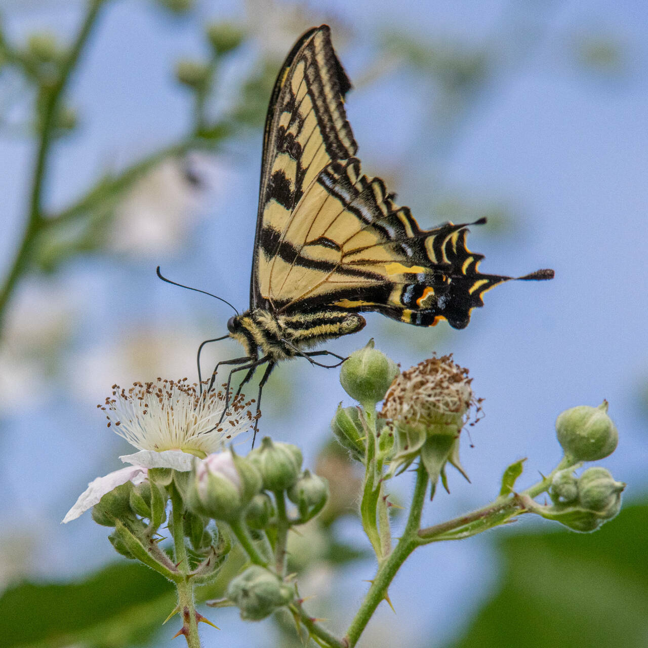 A Western Tiger Swallowtail butterfly drinks the nectar of a Himalayan blackberry flower in late June in Sequim. These butterflies live in their adult form for a month to a month-and-a-half, with the males emerging first — usually in May — and the females around for longer, usually into July.