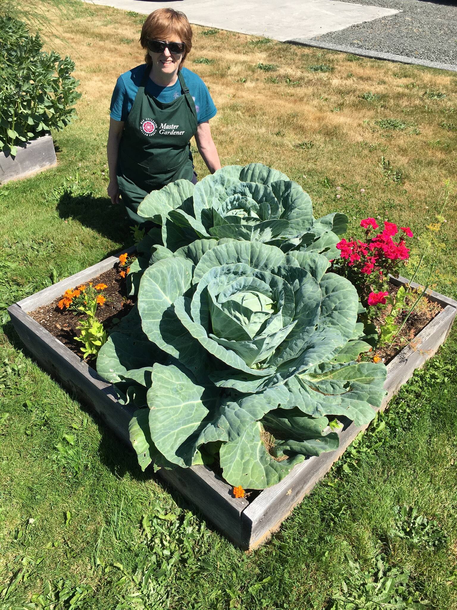 If you are a newcomer or gardening newbie, find out how to avoid common gardening pitfalls and mistakes in our mild climate. Join Master Gardener Margery Whites for the Digging Deeper Saturday presentation “Gardening for Newcomers to the North Olympic Peninsula,” Saturday, September 16, from 10:30 a.m. to 12 p.m. at the Woodcock Demonstration Garden.