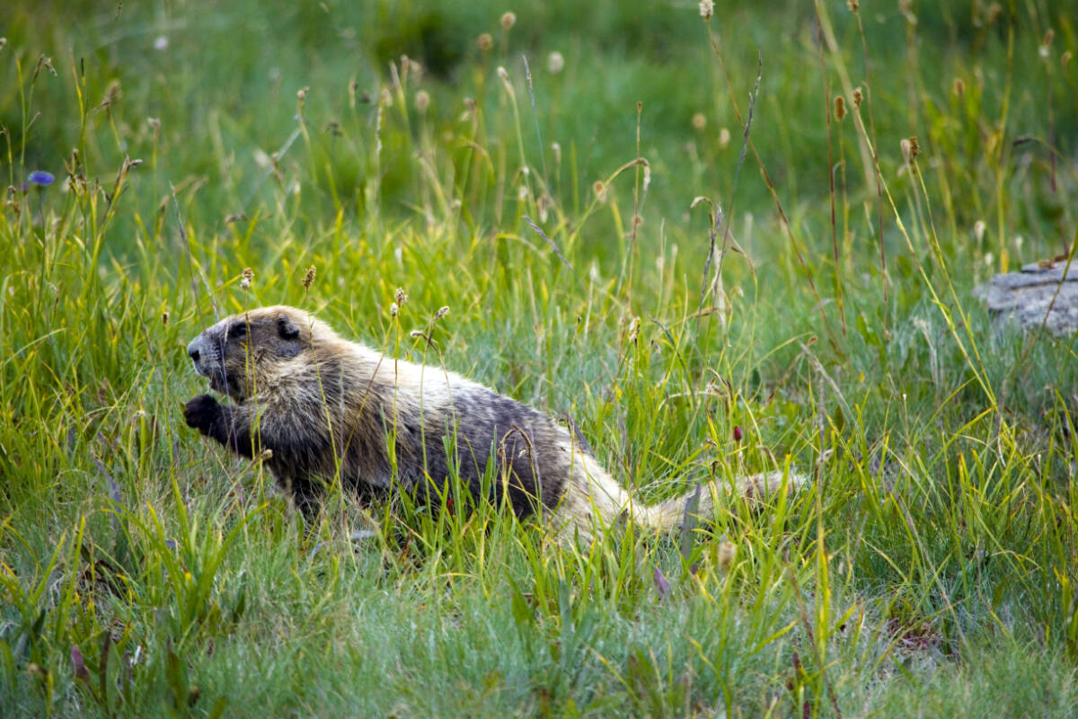 2012 August 29th Marmot Monitoring Survey at Hurricane Hill - Photo credit to Kiley Barbero.