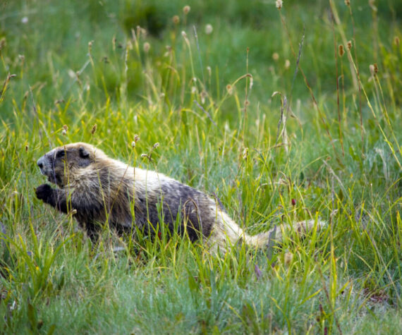 <p>2012 August 29th Marmot Monitoring Survey at Hurricane Hill - Photo credit to Kiley Barbero.</p>