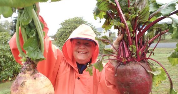 Nancy Messmer of Clallam Bay shared this photo last week of these huge vegetables, a rutabaga and a beet. Nancy said, “We are going to cut them up, roast them in oven with olive oil, and take two dishes to the Friday Seniors lunch at noon at the Sekiu Community Center. Hope they taste good.” Submitted photo